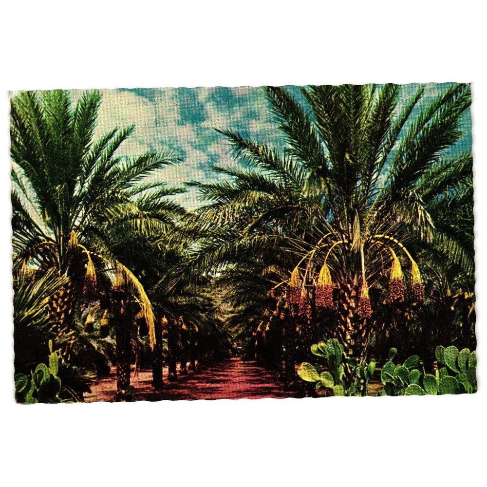 Vintage Postcard Arizona Date Garden Palm Trees Petley Studios Fruit Tree